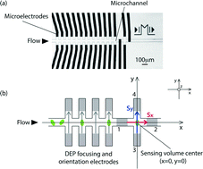 Graphical abstract: An impedance-based flow microcytometer for single cell morphology discrimination
