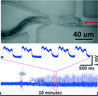 Graphical abstract: StyletChip: a microfluidic device for recording host invasion behaviour and feeding of plant parasitic nematodes