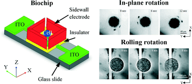 Graphical abstract: AC electric field induced dipole-based on-chip 3D cell rotation