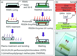 Graphical abstract: A microfluidic device for evaluating the dynamics of the metabolism-dependent antioxidant activity of nutrients