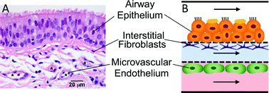 Graphical abstract: A biomimetic multicellular model of the airways using primary human cells