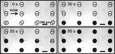 Graphical abstract: Selective fusion of anchored droplets via changes in surfactant concentration