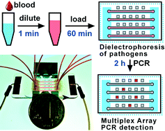 Graphical abstract: An integrated microfluidic device utilizing dielectrophoresis and multiplex array PCR for point-of-care detection of pathogens