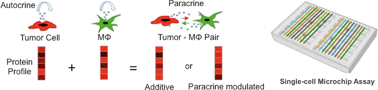 Graphical abstract: A microchip platform for interrogating tumor–macrophage paracrine signaling at the single-cell level