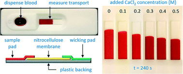 Graphical abstract: Blood coagulation screening using a paper-based microfluidic lateral flow device