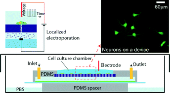 Graphical abstract: Microfluidic device for stem cell differentiation and localized electroporation of postmitotic neurons