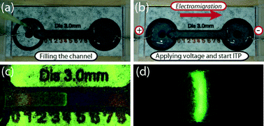 Graphical abstract: 1000-fold sample focusing on paper-based microfluidic devices