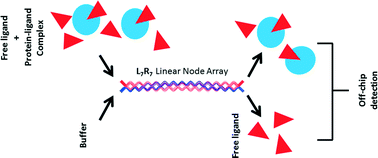 Graphical abstract: A microfluidic linear node array for the study of protein–ligand interactions