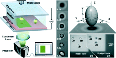Graphical abstract: Rapid determination of cell mass and density using digitally controlled electric field in a microfluidic chip