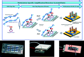 Graphical abstract: A simple, low-cost, and rapid device for a DNA methylation-specific amplification/detection system using a flexible plastic and silicon complex