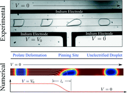 Graphical abstract: Droplet actuation in an electrified microfluidic network