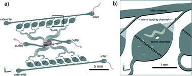 Graphical abstract: A microfluidic device and automatic counting system for the study of C. elegans reproductive aging