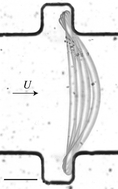 Graphical abstract: Microfluidic in situ mechanical testing of photopolymerized gels