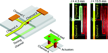 Graphical abstract: A versatile valving toolkit for automating fluidic operations in paper microfluidic devices