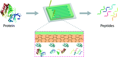 Graphical abstract: Nanostructured microfluidic digestion system for rapid high-performance proteolysis