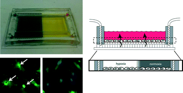 Graphical abstract: Microfluidic platform generates oxygen landscapes for localized hypoxic activation