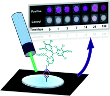Graphical abstract: Polymerization-based signal amplification for paper-based immunoassays