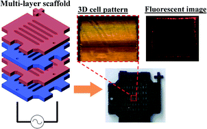 Graphical abstract: Three-dimensional cell manipulation and patterning using dielectrophoresis via a multi-layer scaffold structure