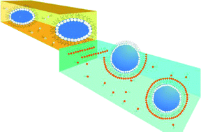 Graphical abstract: Preparation and mechanical characterisation of giant unilamellar vesicles by a microfluidic method
