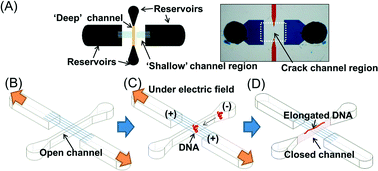 Graphical abstract: Fracture fabrication of a multi-scale channel device that efficiently captures and linearizes DNA from dilute solutions