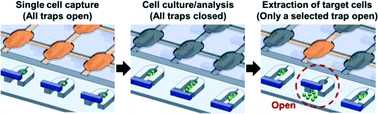 Graphical abstract: A high-throughput microfluidic single-cell screening platform capable of selective cell extraction