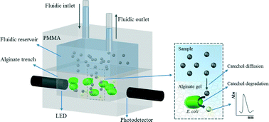 Graphical abstract: Microbial trench-based optofluidic system for reagentless determination of phenolic compounds