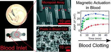 Graphical abstract: Micro-elastometry on whole blood clots using actuated surface-attached posts (ASAPs)
