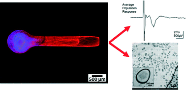 Graphical abstract: Microengineered peripheral nerve-on-a-chip for preclinical physiological testing