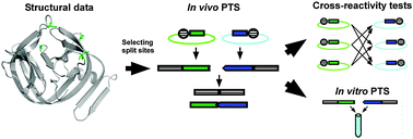 Graphical abstract: Structure-based engineering and comparison of novel split inteins for protein ligation