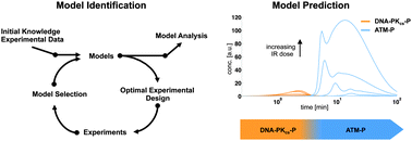 Graphical abstract: Experimental design, validation and computational modeling uncover DNA damage sensing by DNA-PK and ATM