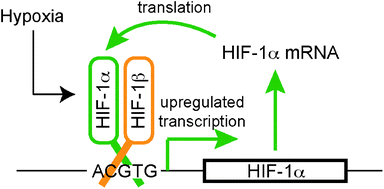 Graphical abstract: HIF-1 promotes the expression of its α-subunit via an epigenetically regulated transactivation loop