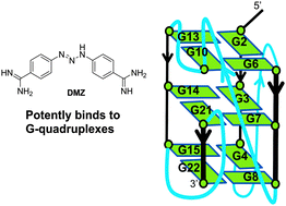 Graphical abstract: Diminazene or berenil, a classic duplex minor groove binder, binds to G-quadruplexes with low nanomolar dissociation constants and the amidine groups are also critical for G-quadruplex binding