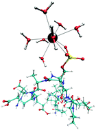 Graphical abstract: QM/MM MD simulations of La(iii)–phosphopeptide complexes