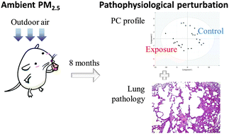 Graphical abstract: Alterations in rat pulmonary phosphatidylcholines after chronic exposure to ambient fine particulate matter
