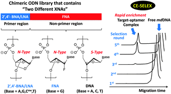 Graphical abstract: In vitro selection of DNA-based aptamers that exhibit RNA-like conformations using a chimeric oligonucleotide library that contains two different xeno-nucleic acids