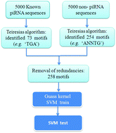 Graphical abstract: piRNA identification based on motif discovery
