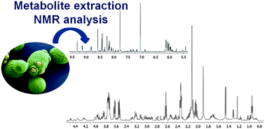 Graphical abstract: NMR analysis of budding yeast metabolomics: a rapid method for sample preparation