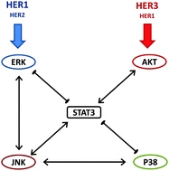 Graphical abstract: Integrated analysis reveals that STAT3 is central to the crosstalk between HER/ErbB receptor signaling pathways in human mammary epithelial cells