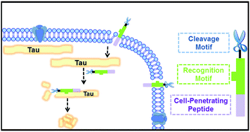 Graphical abstract: Clearance of the intracellular high level of the Tau protein directed by an artificial synthetic hydrolase