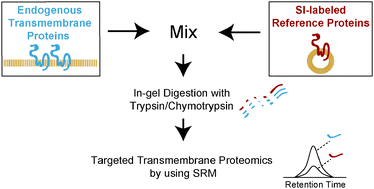Graphical abstract: High-throughput synthesis of stable isotope-labeled transmembrane proteins for targeted transmembrane proteomics using a wheat germ cell-free protein synthesis system