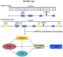 Graphical abstract: The regulation of microRNA expression by DNA methylation in hepatocellular carcinoma