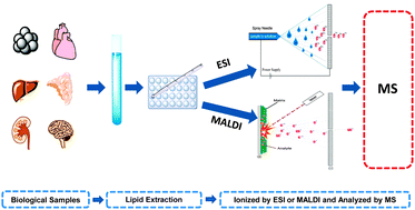 Graphical abstract: Applications of mass spectrometry for cellular lipid analysis