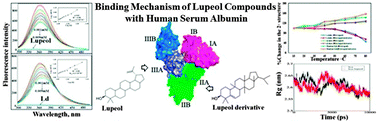 Graphical abstract: Comparative binding mechanism of lupeol compounds with plasma proteins and its pharmacological importance