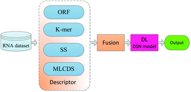 Graphical abstract: lncRNA-MFDL: identification of human long non-coding RNAs by fusing multiple features and using deep learning