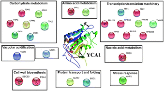 Graphical abstract: Differential proteome–metabolome profiling of YCA1-knock-out and wild type cells reveals novel metabolic pathways and cellular processes dependent on the yeast metacaspase