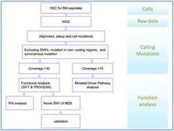 Graphical abstract: Mutated genes and driver pathways involved in myelodysplastic syndromes—a transcriptome sequencing based approach