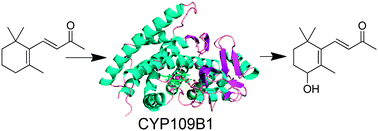 Graphical abstract: The crystal structure of the versatile cytochrome P450 enzyme CYP109B1 from Bacillus subtilis