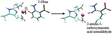 Graphical abstract: Human 3-hydroxyanthranilate 3,4-dioxygenase (3HAO) dynamics and reaction, a multilevel computational study