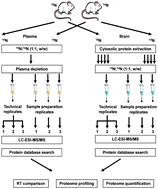 Graphical abstract: Variability assessment of 15N metabolic labeling-based proteomics workflow in mouse plasma and brain