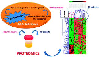 Graphical abstract: Early markers of Fabry disease revealed by proteomics